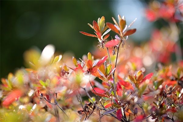 女孩小名叫什么好听又洋气（1119个）