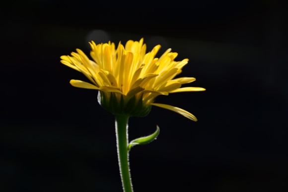 精选的隆美尔名言大全(经典)