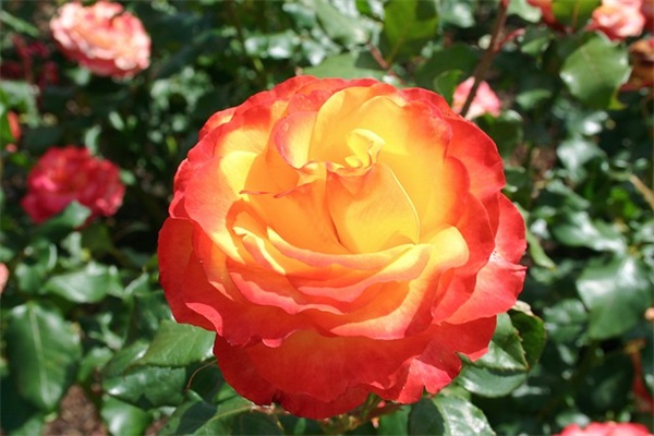 阳光开朗名字（最优905个）