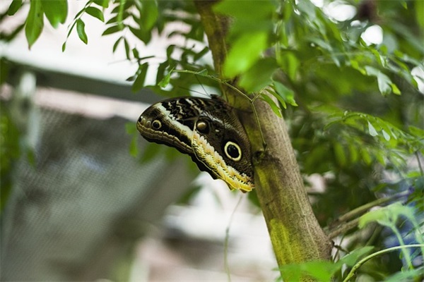 6月出生女宝姓名（免费894个）