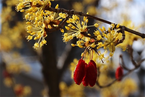 龙年婴儿名字（1189个）