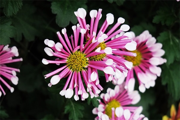 2024年六月妹妹的名字有哪些（759个）