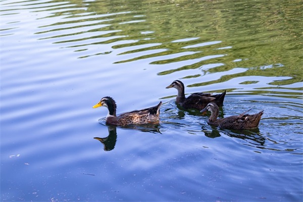2024中秋节前一天出生的女孩（特别推荐1080个）
