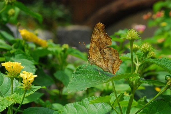 2024夏至男孩起名（实用1078个）