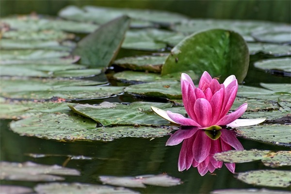 金木水火土齐全的女孩名字（名字精选917个）