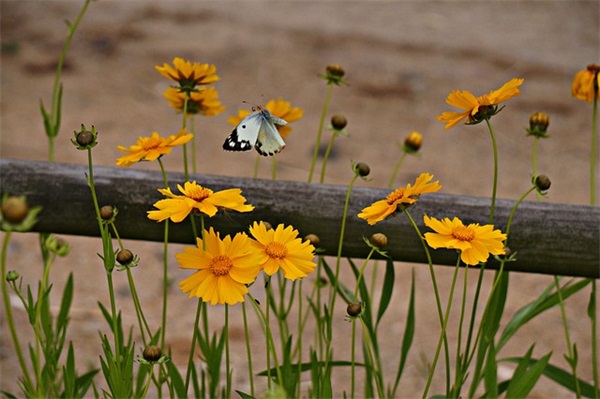 姓那龙年出生男孩起名字大全（816个）
