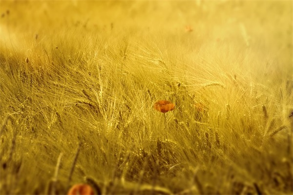 三胎女孩乳名（精选合集936个）