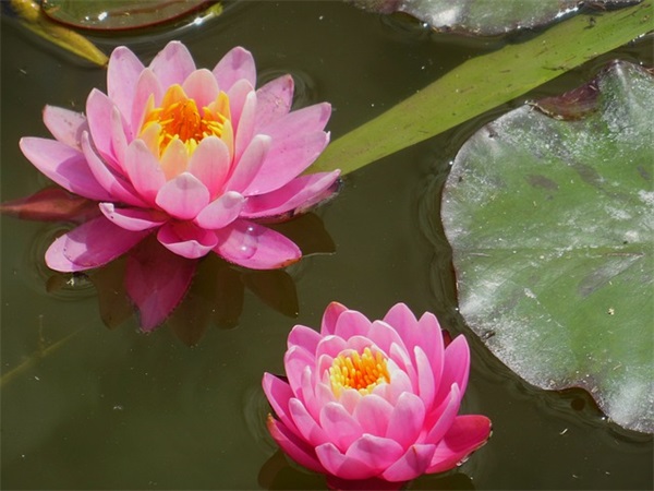 缺木缺土的男孩名字（精选名字591个）