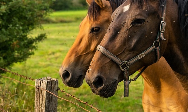 蛇年男孩子名（简洁897个）