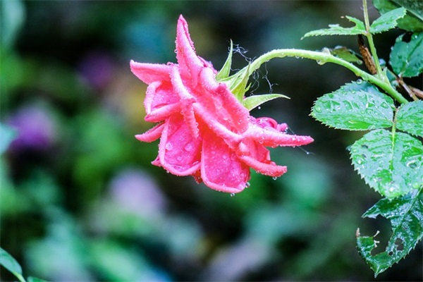 简单好听独特的名字（最优869个）