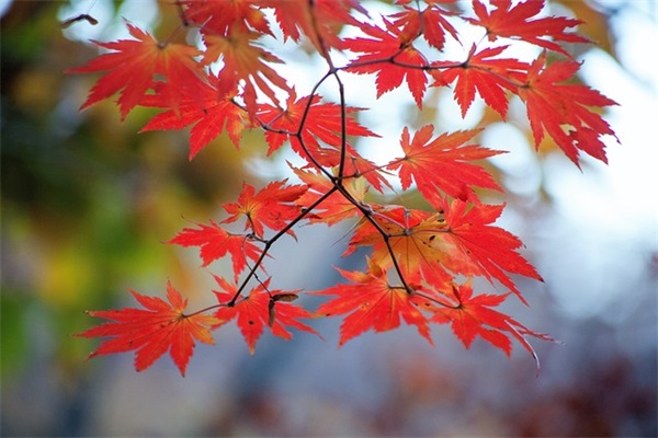 唯美古代店铺名字大全(240个)