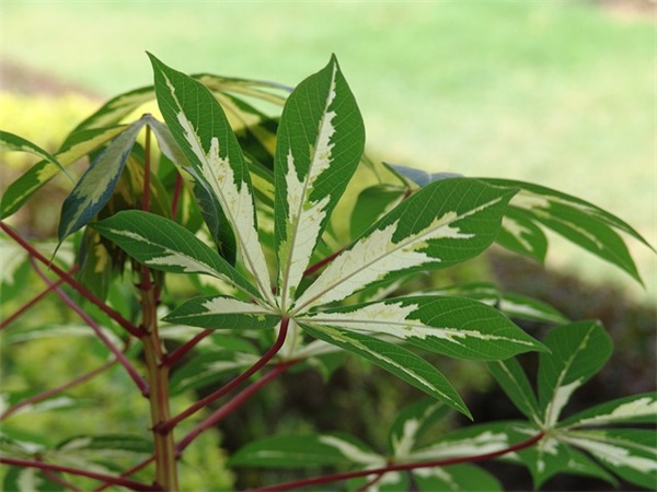 带财运的足疗店名字(精选426个)