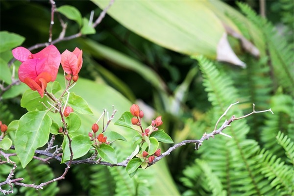 好听的唯美浪漫花店名字