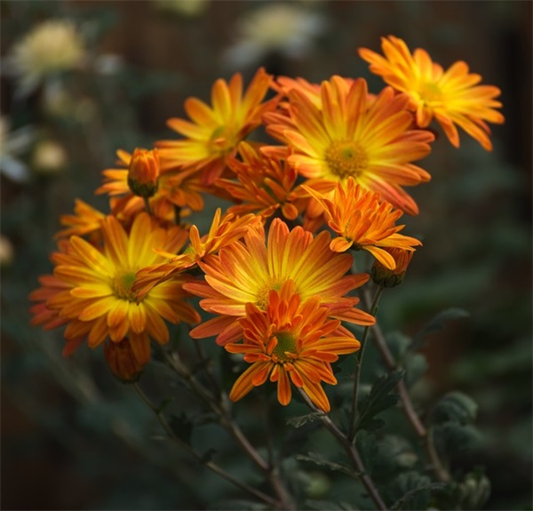 有创意的咖啡店名字大全(精选318个)