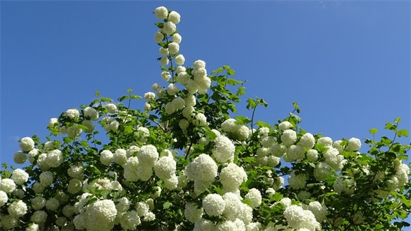 最有创意的文艺民宿名字