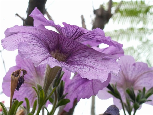 鲜花店名字大全时尚大气