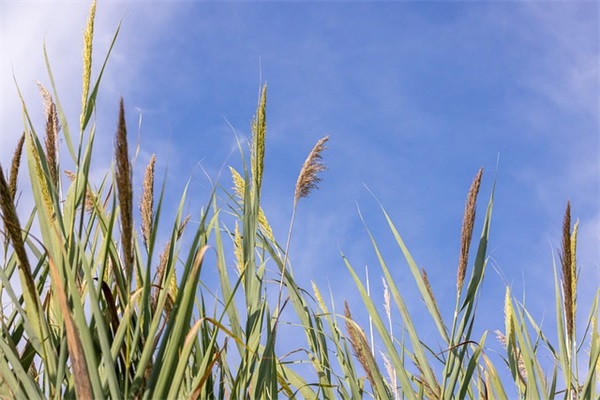 茶庄取名字大全(精选255个)