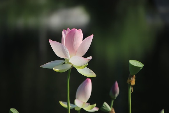 自律自勉的励志名言