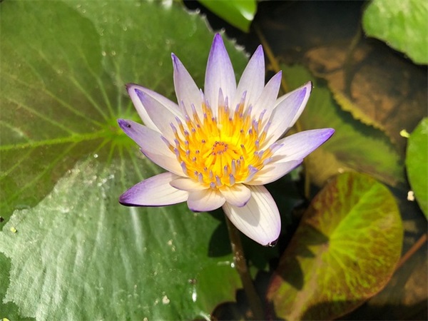 属龙的女孩小名叫什么好（免费473个）