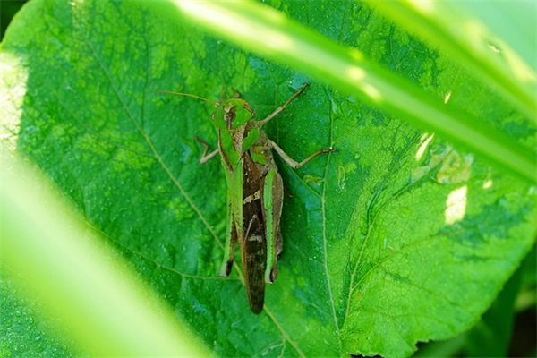 2024教师节男娃起名（分享311个）