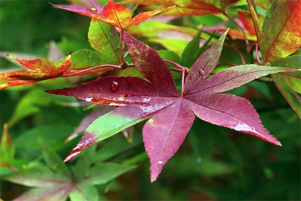 洋气霸气的网上商城公司名字