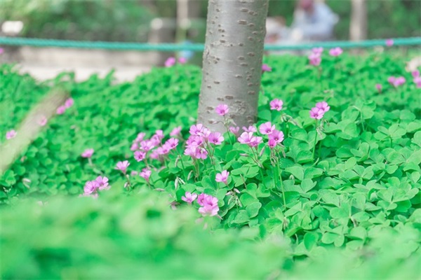 金最旺的公司名字