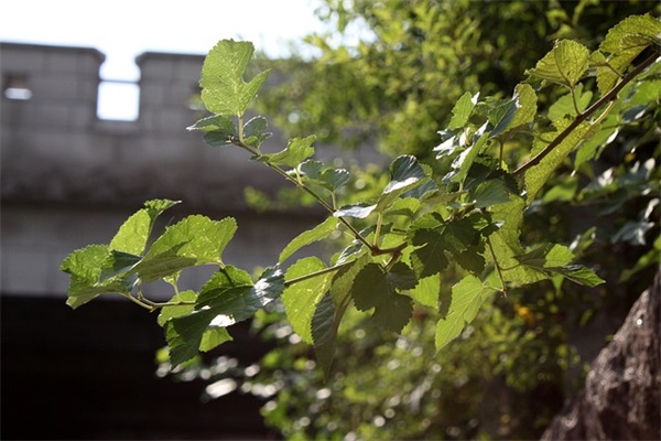 开物业公司起什么名好