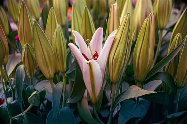 旺生意的烟酒店名字(共253个)