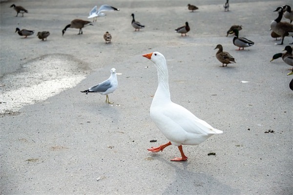 吸引人的甜品店名字(精选182个)