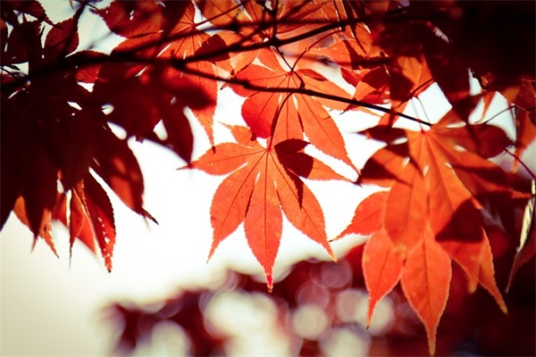 有书香气息的店名