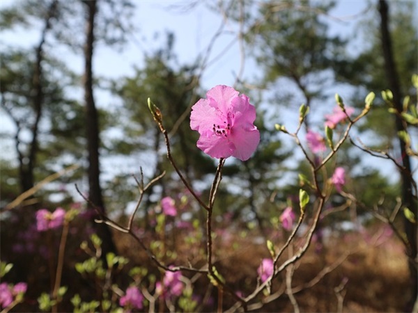 诗意奶茶店名字大全