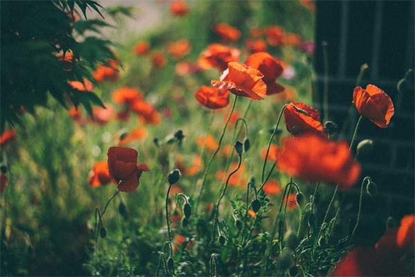 酒吧常用洋酒英文名字 [79个]