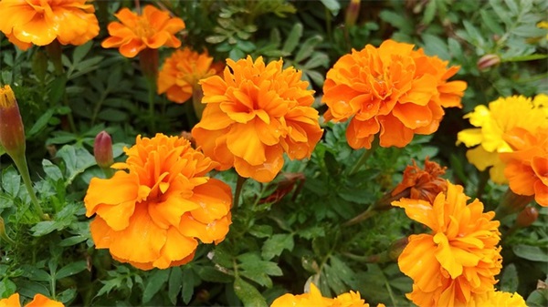 蛋糕店名字大全(221个)