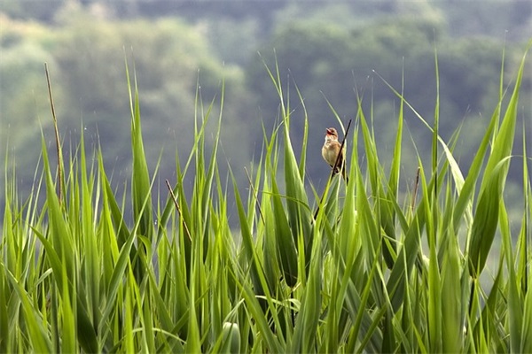 好听的书店名字唯美大全