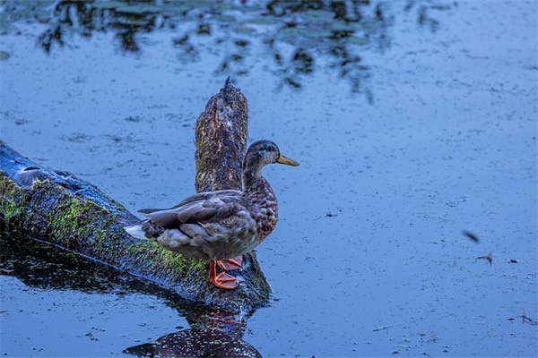 赵姓女孩起名满分名字
