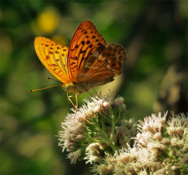 女孩名字洋气有内涵的