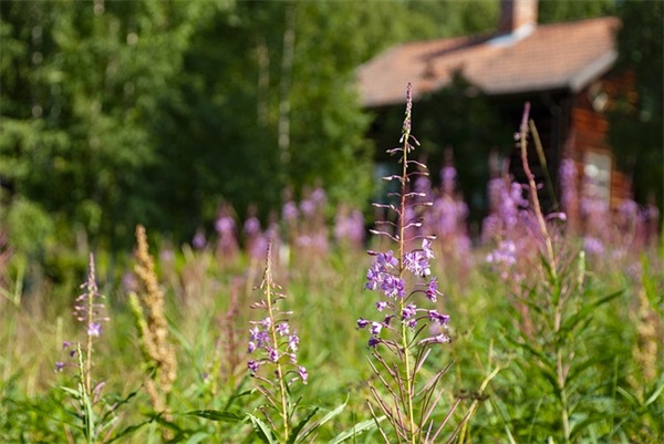 端午节粽子文案(精选64句)