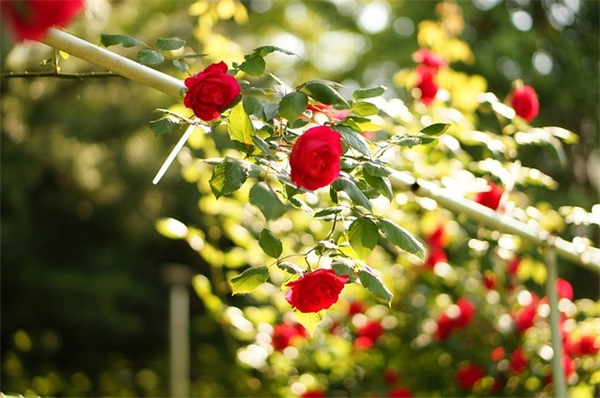 宣布新生儿的朋友圈(精选103句)