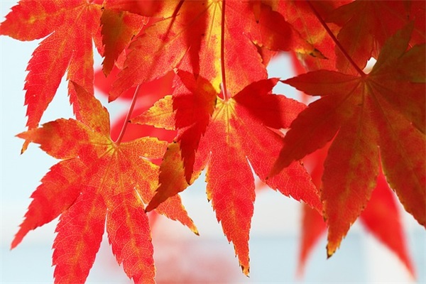 适合宝宝百天发朋友圈的文案集合60句