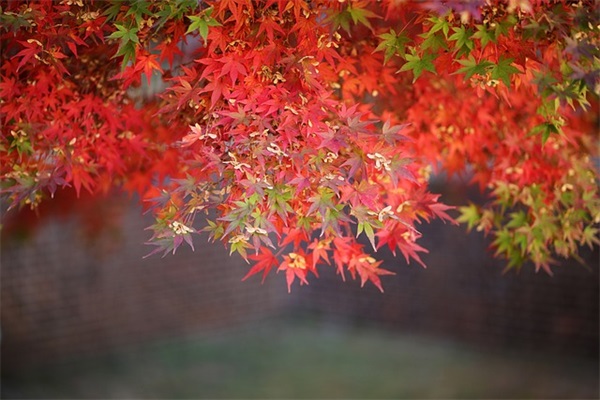 特别撩的土味情话文案91句