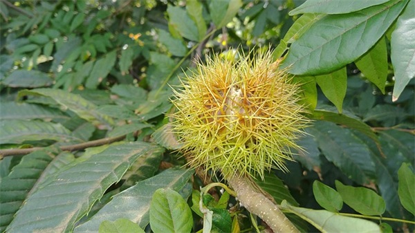 关于异地恋感动到哭的文案收藏(55条)