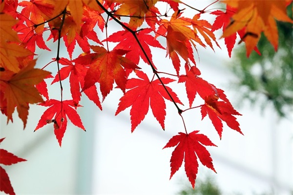 端午问候语图片文案大全40条