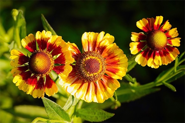 一个人生活很好的文案58句