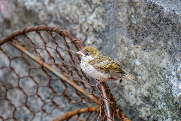 腊八图片文案45句