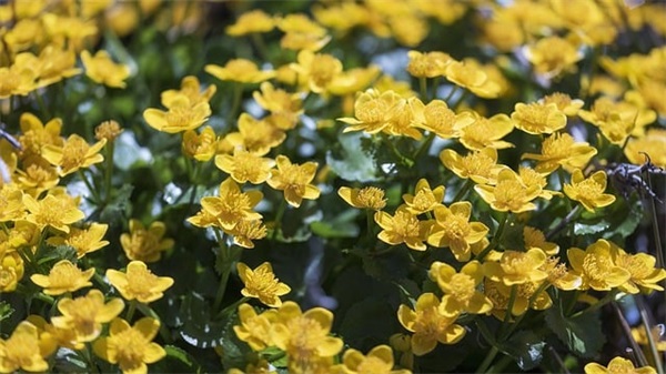 赞美消防战士的朋友圈文案(40句)