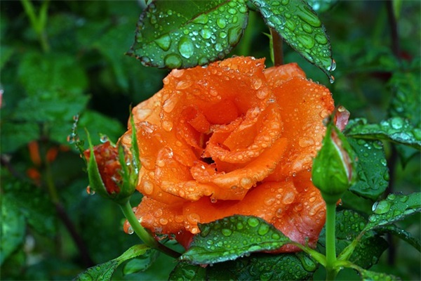 最新温馨晚安图片文案(精选46条)