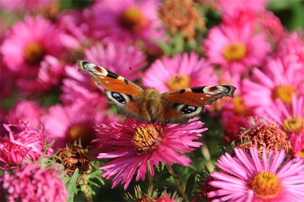 石榴花开的唯美文案(精选76句)