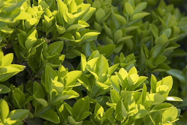 对婆婆失望心寒的文案