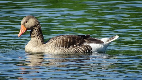 描写秋天落叶的悲伤文案干净 (合集40句)