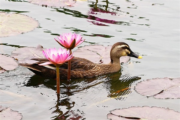 伤感爱情网名繁体字127句